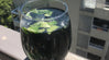 Chlorophyll : Staying Healthy this Summer