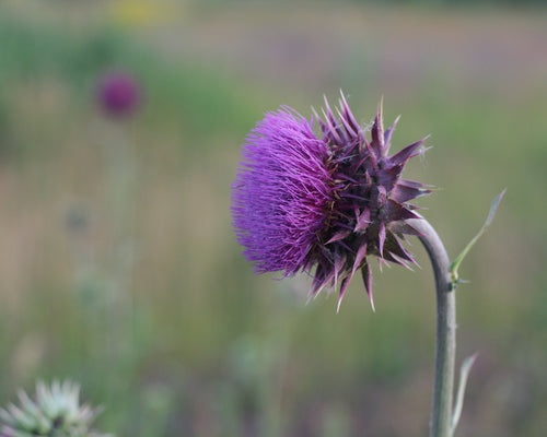 Milk-thistle: A great solution to gourmet feast and tired liver
