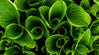 La Chlorophylle, verte souveraine