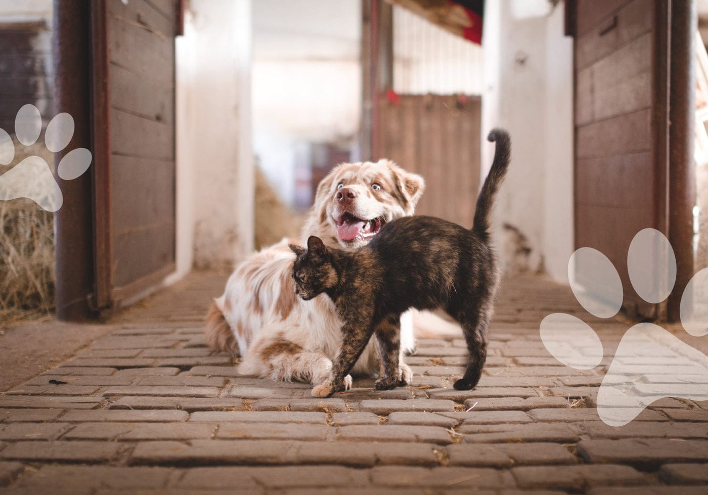 Nouveaux Produits Gamme Animaux