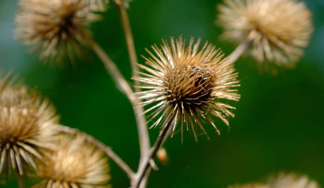 Burdock