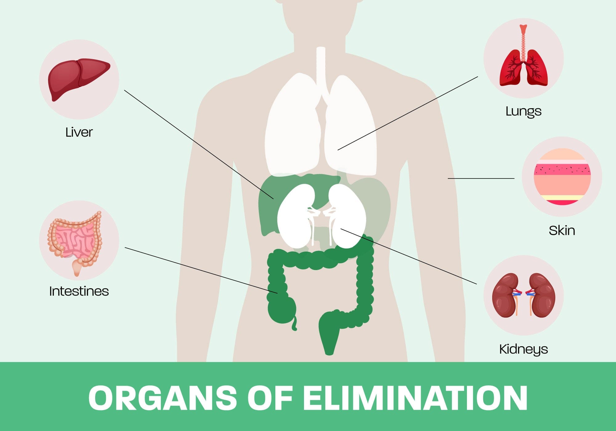 Organs of elimination