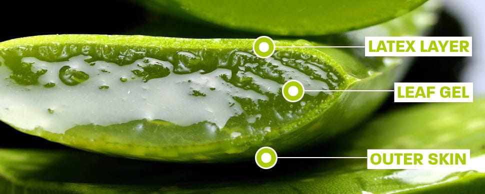 Aloe Vera-different layers